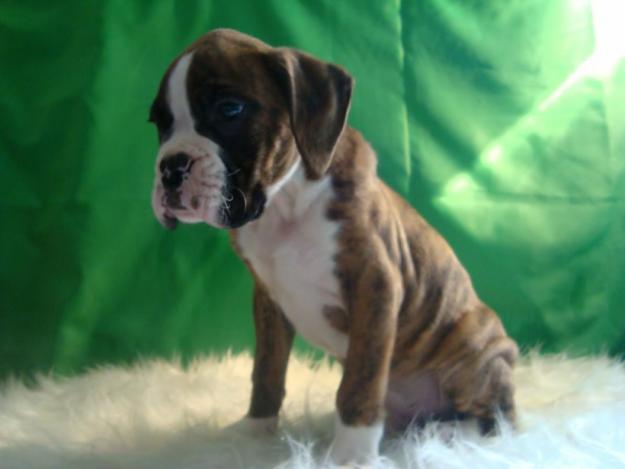BOXER CAMADA LISTA PARA ENTREGAR