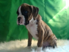 BOXER CAMADA LISTA PARA ENTREGAR - mejor precio | unprecio.es