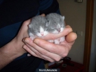 British Shorthair bicolor - mejor precio | unprecio.es