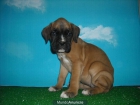 Cachorretes de boxer con pedigree - mejor precio | unprecio.es
