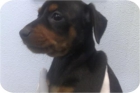 Cachorritos de Mini Pincher machos y hembras en Madrid. - mejor precio | unprecio.es