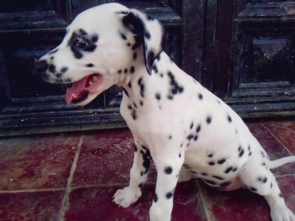 cachorros de dalmata