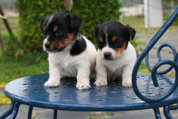 cachorros de Jack Russell en Badajoz