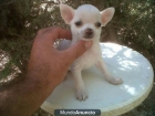 caniches chihuahua mini toy - mejor precio | unprecio.es
