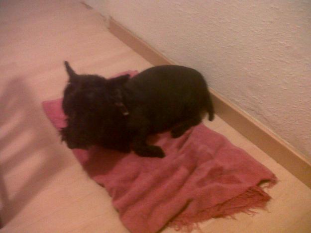 doi en adopcion