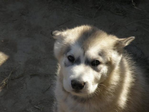 EXCELENTE CAMADA DE ALASKAN MALAMUTE