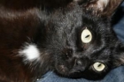 Negri. Gatita joven B/N adopcion - mejor precio | unprecio.es