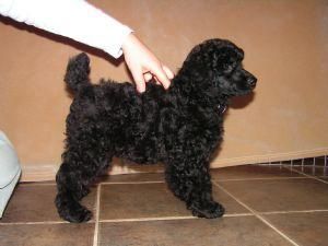 Pura Raza Registrados Mini Poodle varones Venta