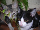 Se dan dos gatitas en adopción - mejor precio | unprecio.es