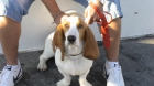 Se ofrece Basset para monta en Málaga - mejor precio | unprecio.es