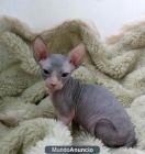 Sphynx Gatito - mejor precio | unprecio.es