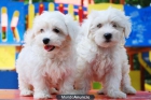 Bichon Maltes, tu magico regalo de Navidad - mejor precio | unprecio.es