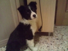 BORDER COLLIE - mejor precio | unprecio.es