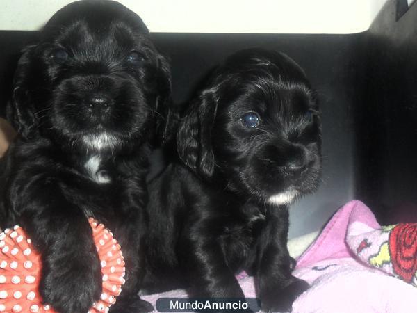 CACHORRO COCKER INGLES NEGRO.MACHO