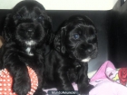 CACHORRO COCKER INGLES NEGRO.MACHO - mejor precio | unprecio.es