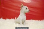 Cachorros de chihuahua toy , excelente calidad y pedigre¡ - mejor precio | unprecio.es