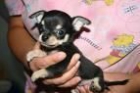 este cachorrito puede ser tu Chihuahua - mejor precio | unprecio.es