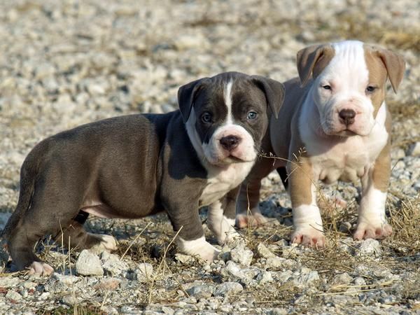 exelente camada de pit-bull blancos y negros - camada de pit bull