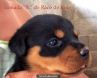 NO PIERDAS ESTA OPORTUNIDAD!! EXCEPCIONAL CAMADA DE ROTTWEILERS! - mejor precio | unprecio.es