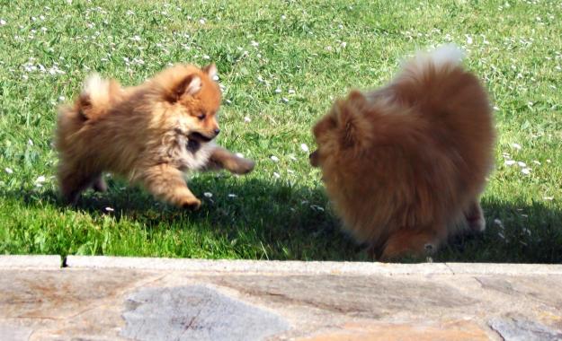 Ositos de pomerania (para el día de la madre)