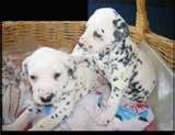 Preciosos cachorros de dalmata.