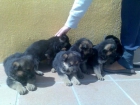 preciosos cachorros de PASTOR ALEMAN CON PEDIGREE 360 EUROS - mejor precio | unprecio.es