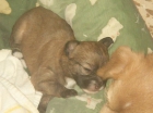 REGALO PERRITA. TALLA PEQUEÑA. - mejor precio | unprecio.es