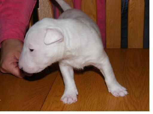 será una familia muy afortunada y feliz de dar la bienvenida este cachorro bull terrier como un miembro de la familia