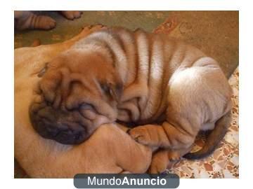 Shar Peis americanos, muy arrugados