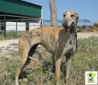 Tessa,preciosa Galga en adopcion - mejor precio | unprecio.es