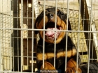 Turco de Bedia cachorros listo para llevar - mejor precio | unprecio.es
