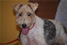 Beca, foxterrier de 5,5 años busca un hogar - mejor precio | unprecio.es