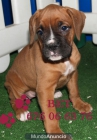 Boxer, impresionantes cachorros de pura raza - mejor precio | unprecio.es