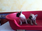 Bulldog Frances - mejor precio | unprecio.es