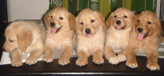 Cachorros de Golden Retriever