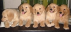 Cachorros de Golden Retriever - mejor precio | unprecio.es