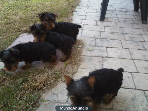 cachorros yorkshire
