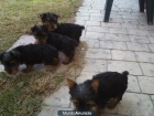 cachorros yorkshire - mejor precio | unprecio.es