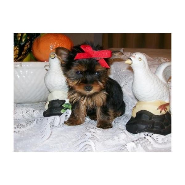 Excelentes cachorros de yorkshire terrier