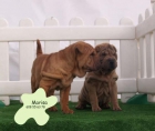 Impresionante camada de Shar-pei ¡ control veterinario ! - mejor precio | unprecio.es