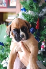 MIRA QUE BOXER INSCRITOS EN EL LOE 350 EUROS - mejor precio | unprecio.es