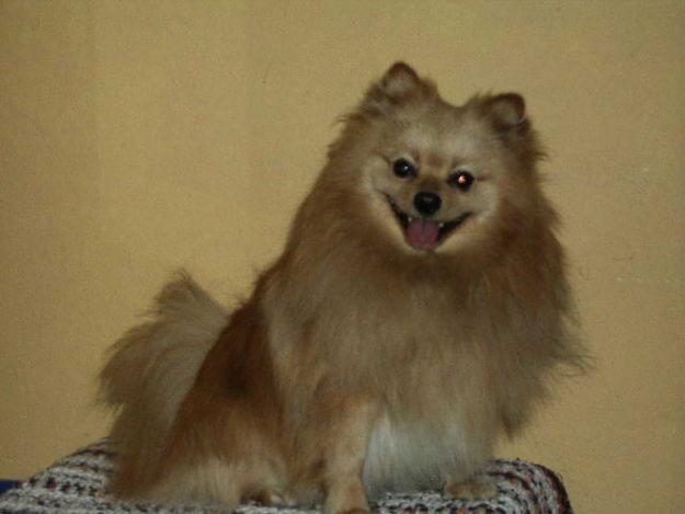 pomerania macho