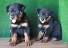 ROTTWEILER 290€ - mejor precio | unprecio.es