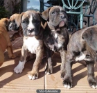 Se venden cachorros - mejor precio | unprecio.es