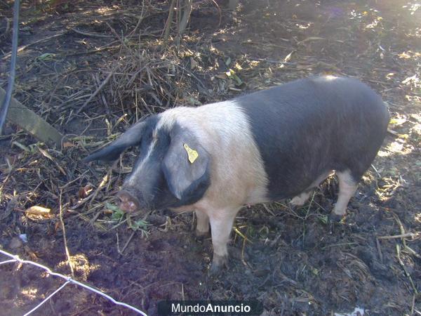 Se venden cerdos (porcos) celtas