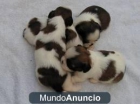 shih tzus cachorros - mejor precio | unprecio.es