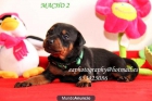Vendo mini pincher - mejor precio | unprecio.es
