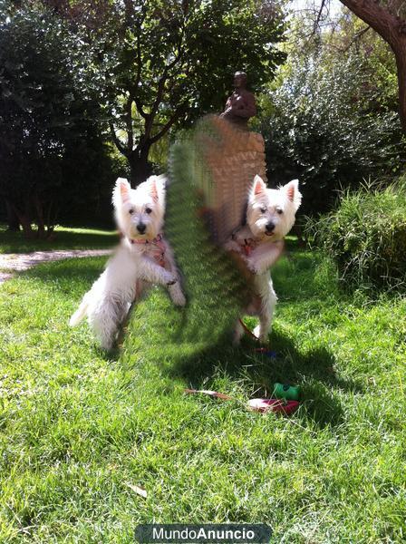 VENDO CACHORROS DE WESTY AUTÉNTICOS ¡ECONÓMICOS!