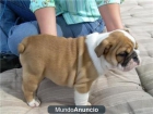 bulldog ingles cachorros macho y hembra - mejor precio | unprecio.es