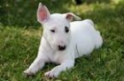 cachorros bull terrier para sus hijos de navidad - mejor precio | unprecio.es